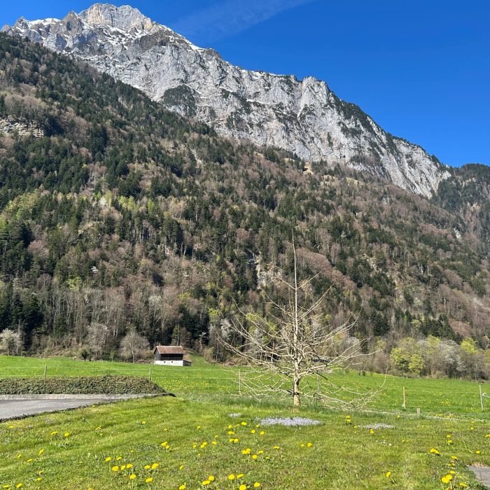 Mietwohnung Seedorf, Gartenwohnung, mieten, Immobilien